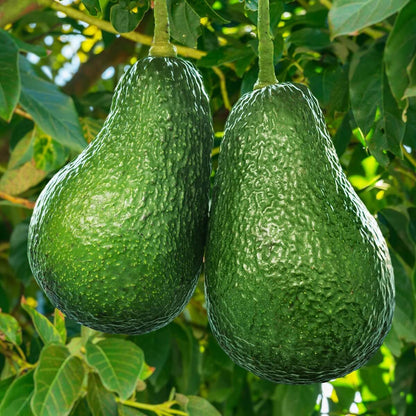 Wurtz Littlecado Avocado Seeds