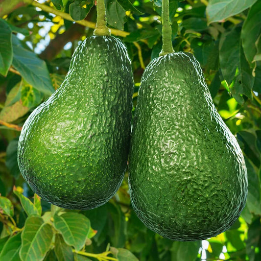 Wurtz Littlecado Avocado Seeds