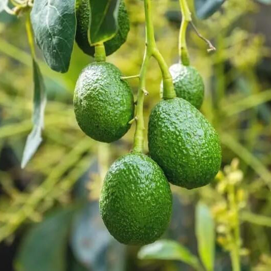 Wurtz Littlecado Avocado Seeds