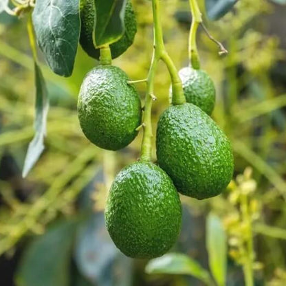 Wurtz Littlecado Avocado Seeds