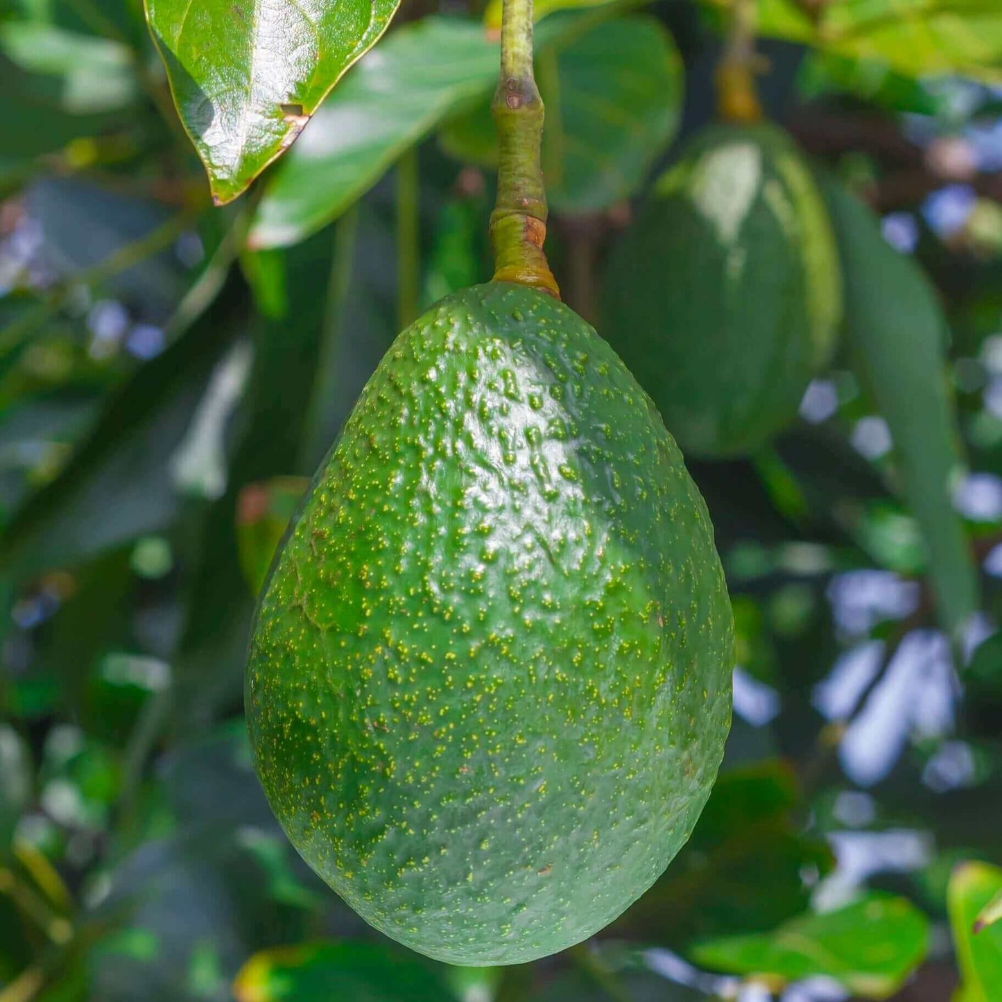 Wurtz Littlecado Avocado Seeds