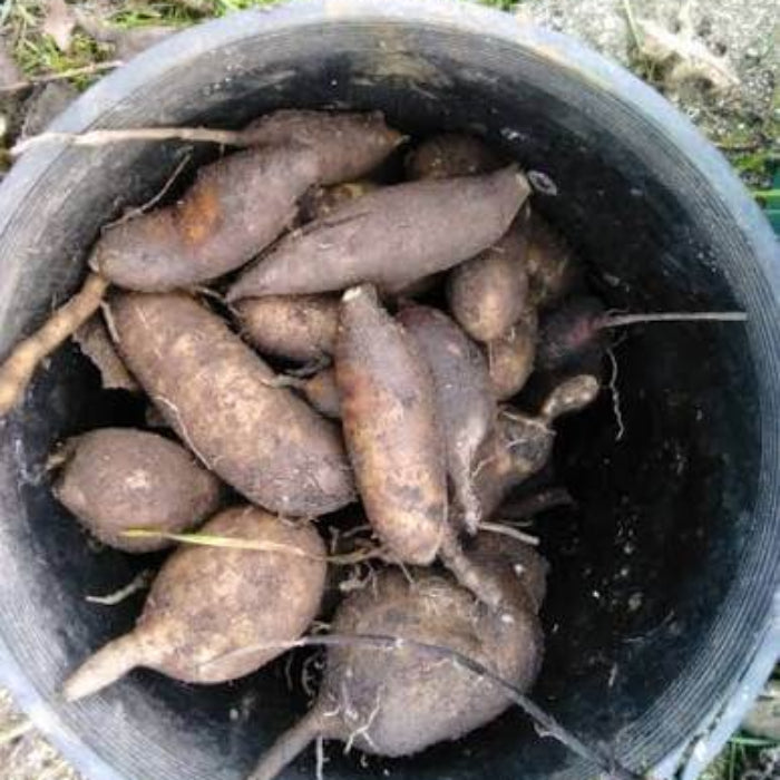 Yacon Blanco Seeds -  Heirloom Vegetable Plant for Home Gardens