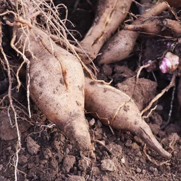 Yacon Planting Seeds 