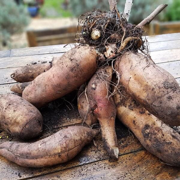 Yacon Planting Seeds 