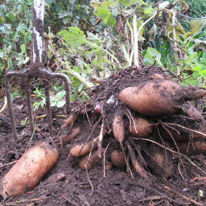 Yacon Planting Seeds 