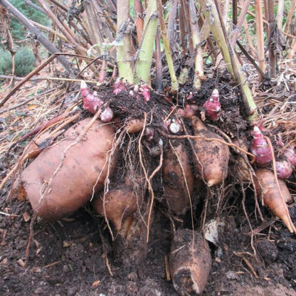 Yacon Rojo Seeds -  Heirloom Vegetable Plant for Home Gardens