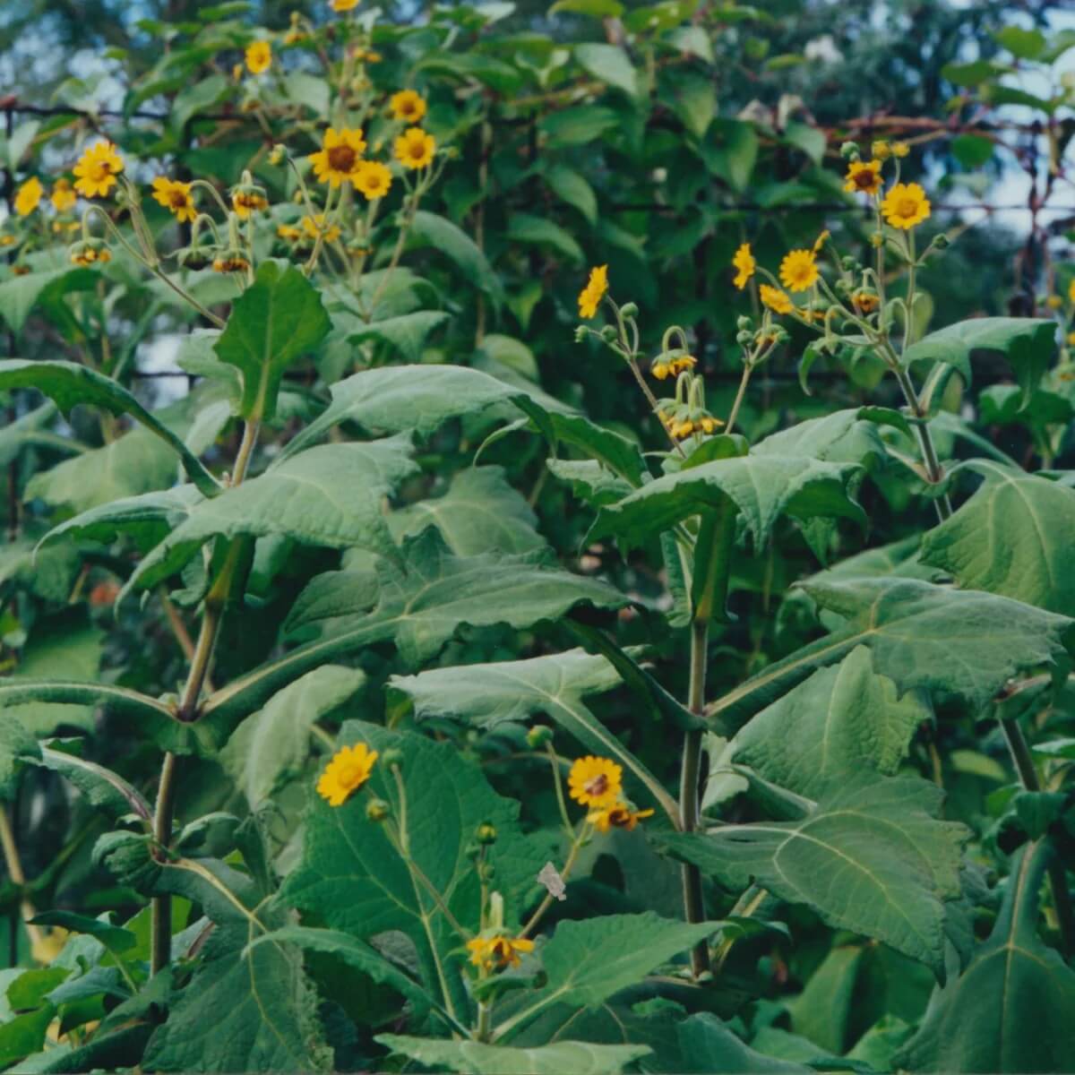 Yacon Root Seeds 