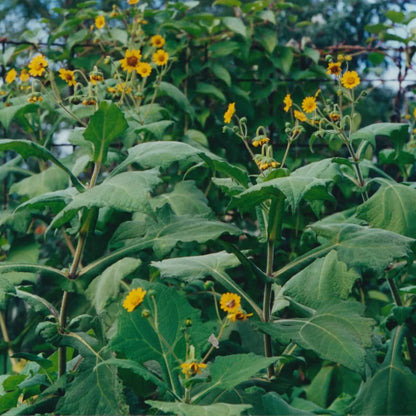 Yacon Root Seeds 