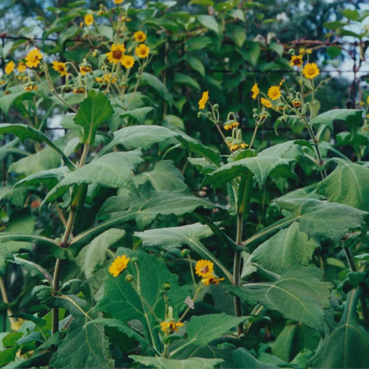 Yacon Root Seeds 
