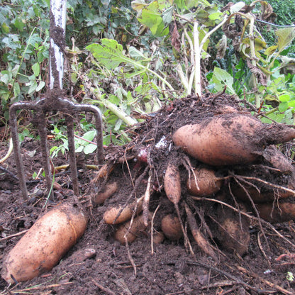 Yacon Root Seeds 
