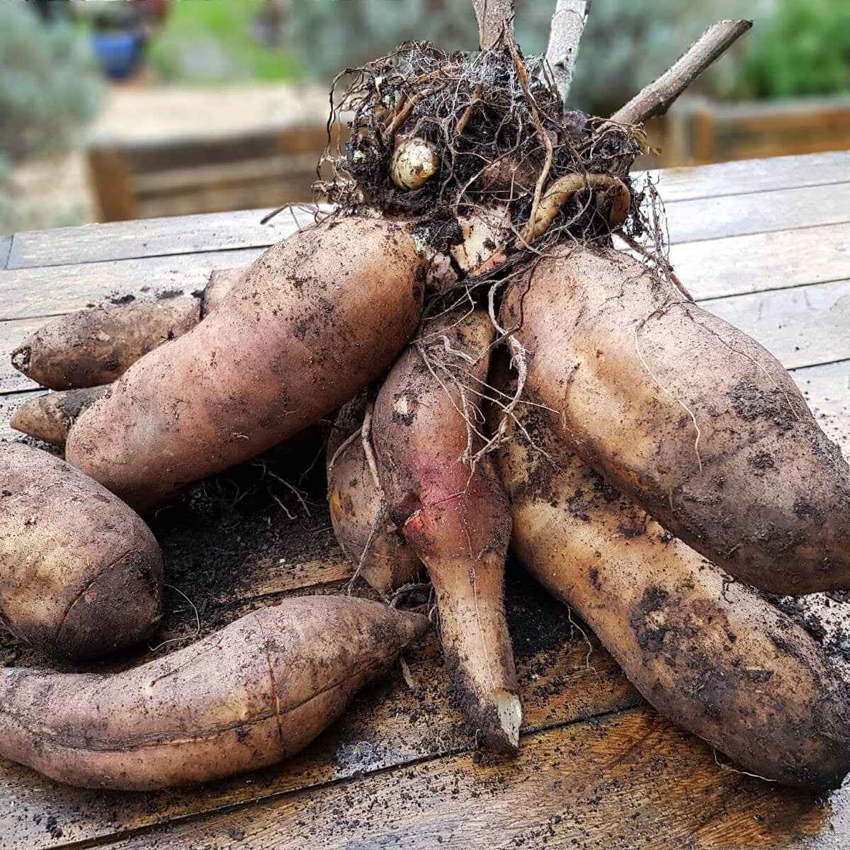 Yacon Root Seeds 