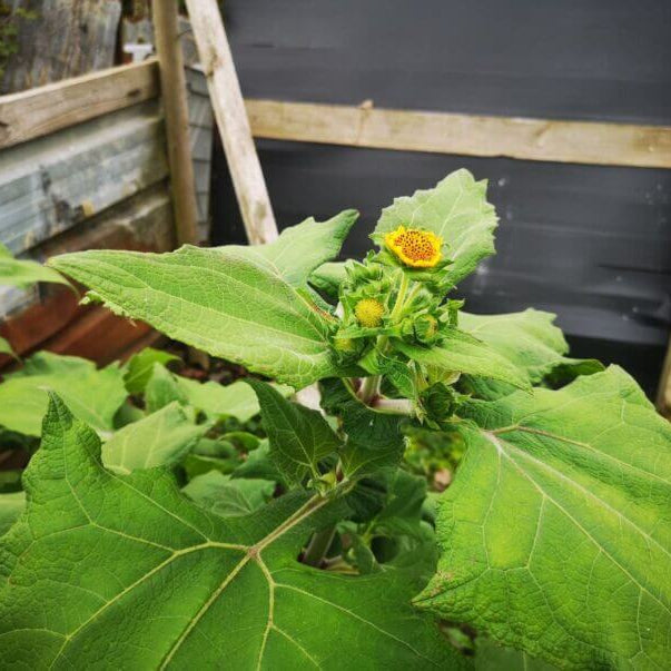 Yacon Root Seeds 