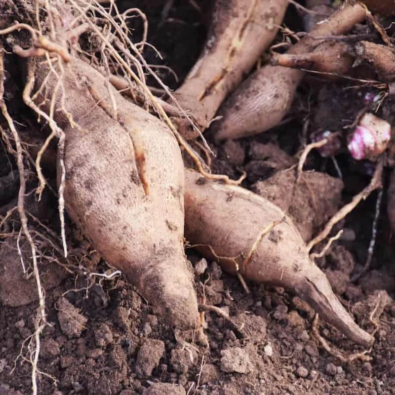 Yacon Seeds - Vegetable Plant for Home Gardens