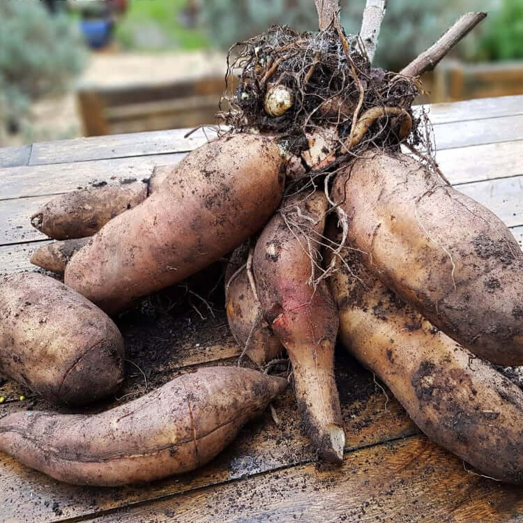 Yacon Seeds - Vegetable Plant for Home Gardens