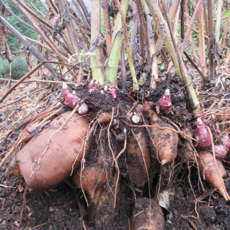 Yacon Seeds 