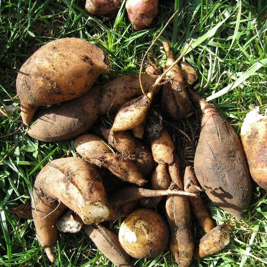 Yacon Seeds 
