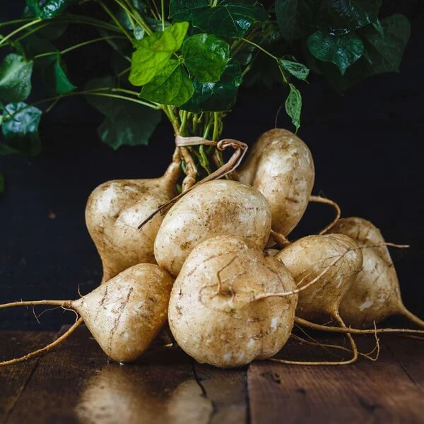 Yam Bean Seeds