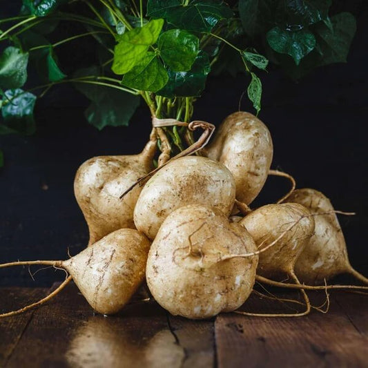 Yam Bean Seeds