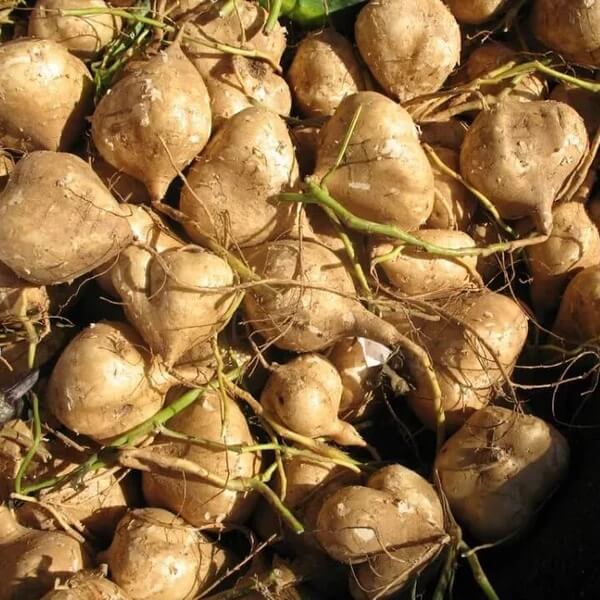 Yam Bean Seeds
