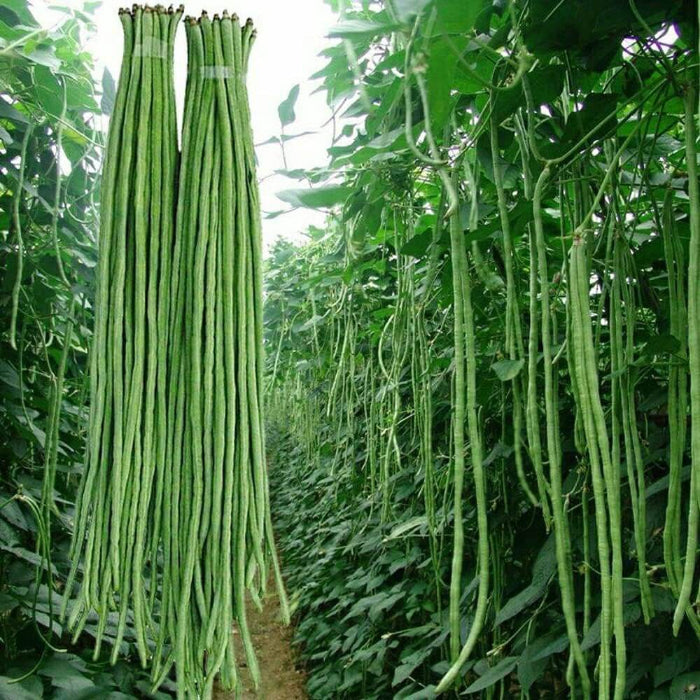 Yardlong Bean Seeds - Vegetable Plant