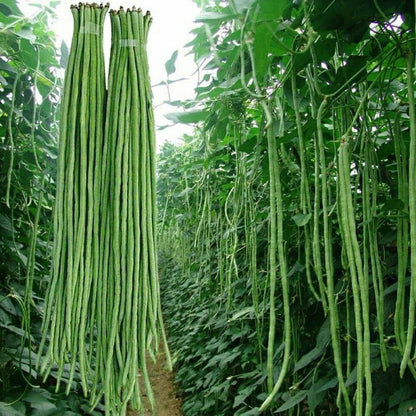 Yardlong Bean Seeds - Vegetable Plant