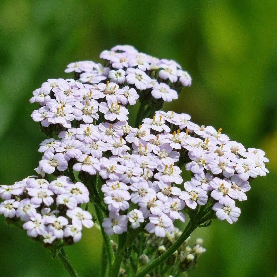 Yarrow Seeds