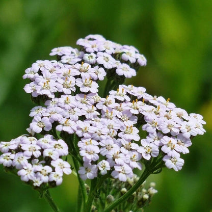 Yarrow Seeds
