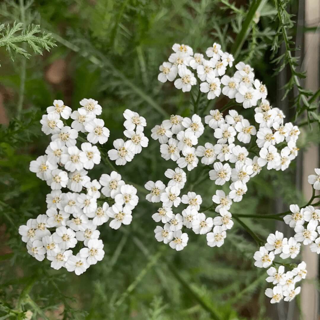 Yarrow Seeds