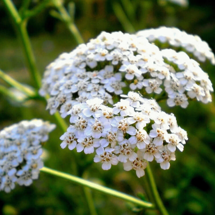 Yarrow Seeds