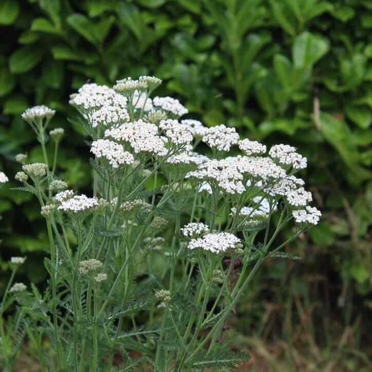 Yarrow Seeds