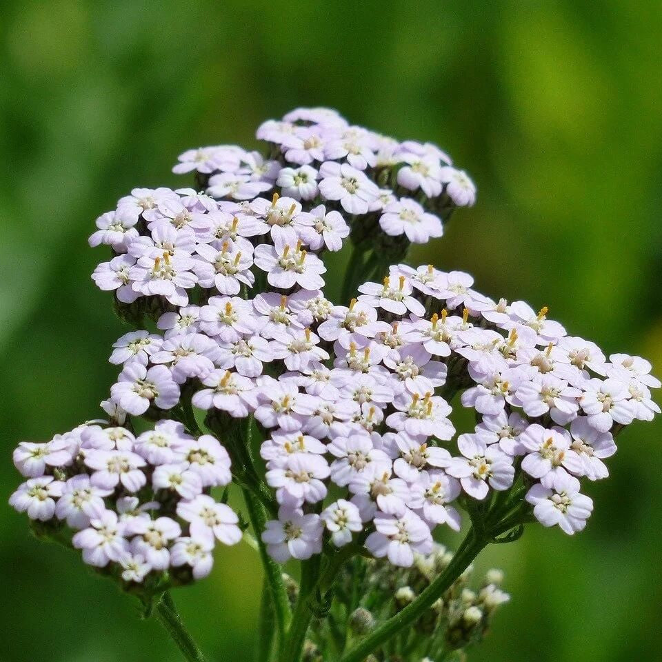 Yarrow Seeds 
