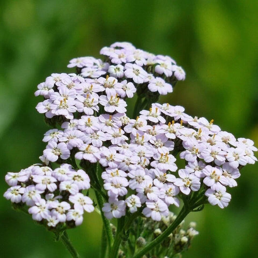 Yarrow Seeds 