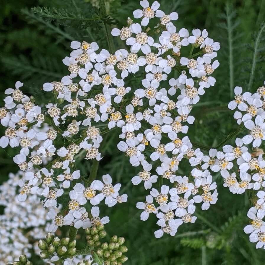 Yarrow Seeds 