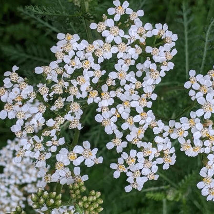 Yarrow Seeds 