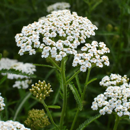 Yarrow Seeds 