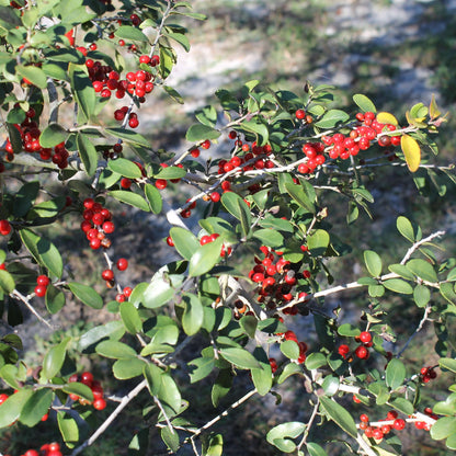 Yaupon Holly Seeds