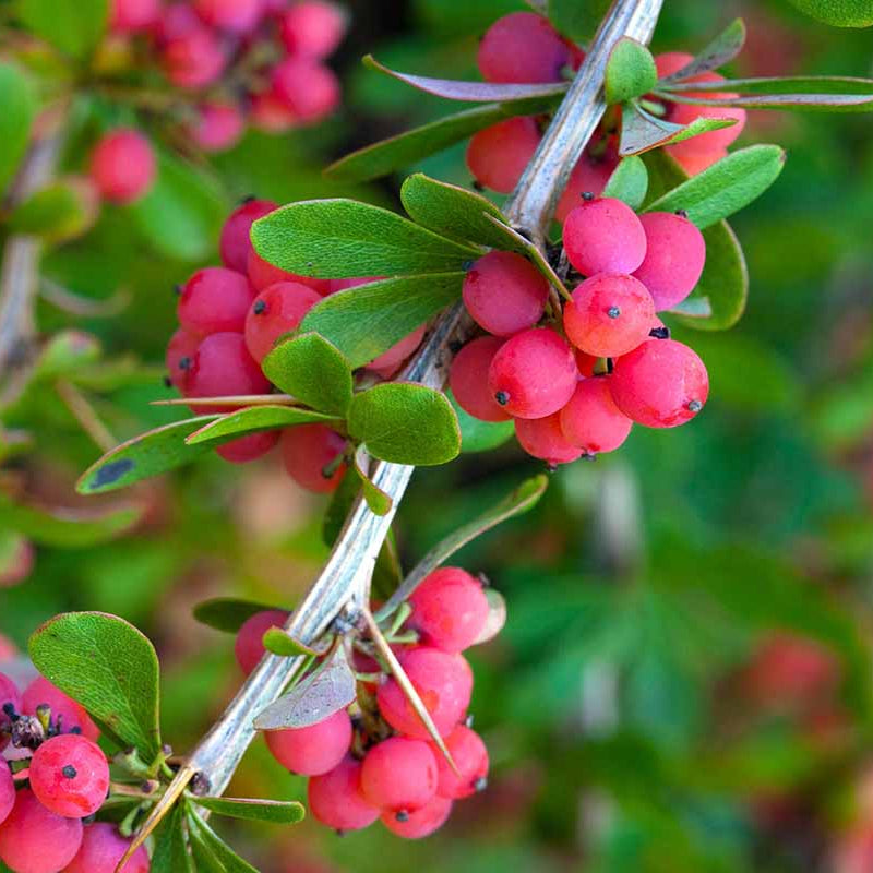 Yaupon Holly Seeds