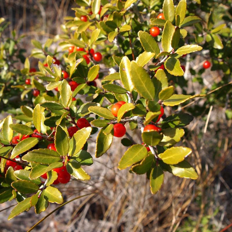 Yaupon Holly Seeds