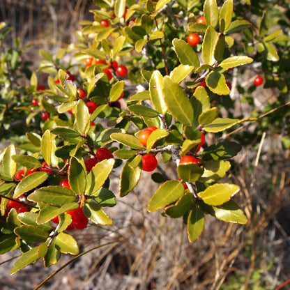 Yaupon Holly Seeds