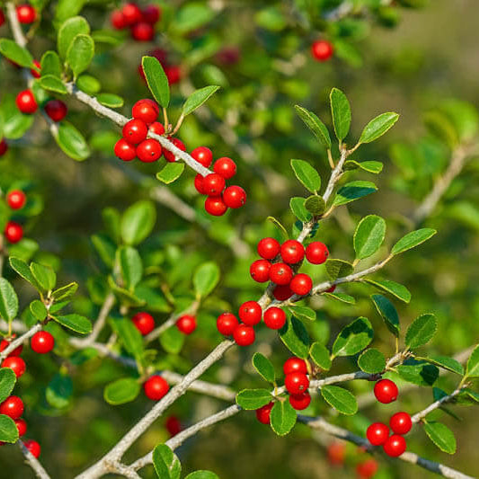 Yaupon Holly Seeds
