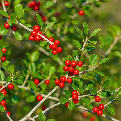 Yaupon Holly Seeds