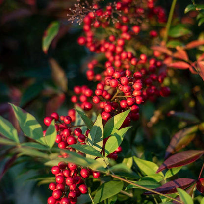 Yaupon Holly Seeds