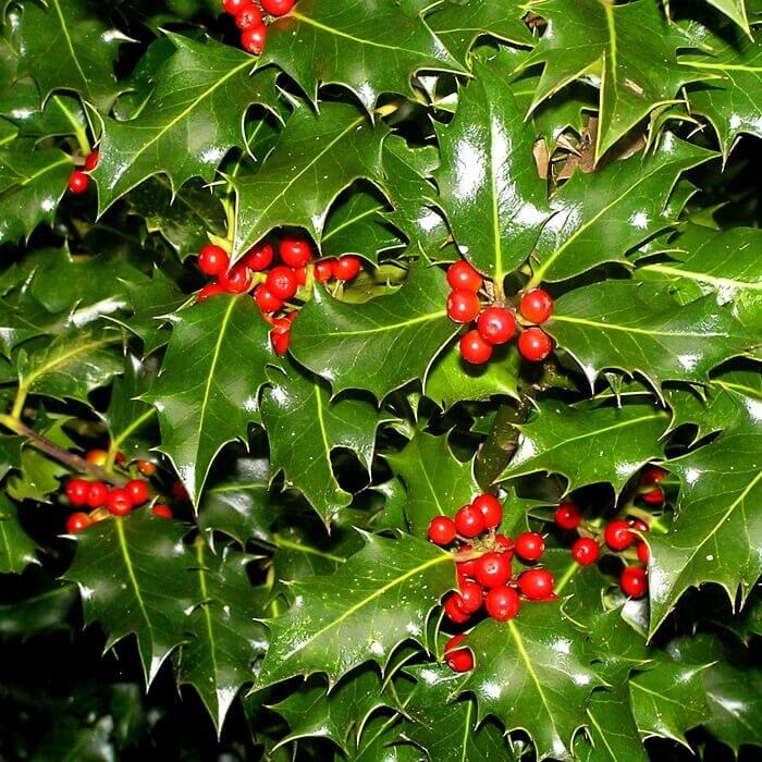 Yaupon Holly Seeds for Planting