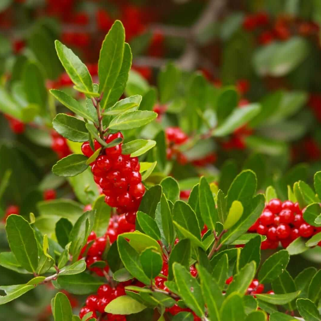 Yaupon Seeds