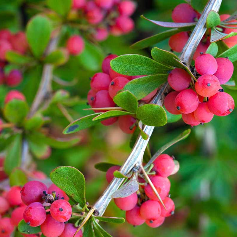 Yaupon Seeds