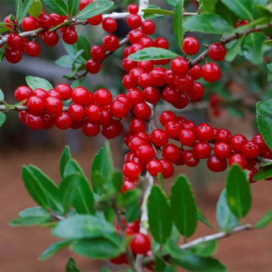 Yaupon Tea Plant Seeds 