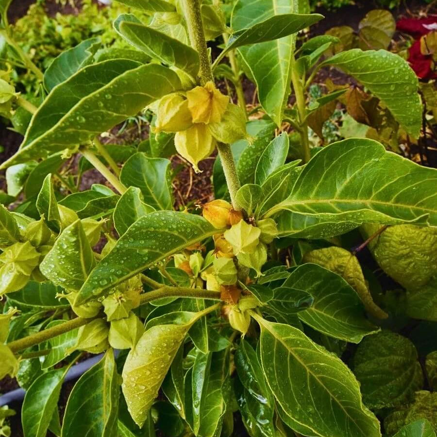 Yellow-Green Ashwagandha Seeds - Herbal Plant for Home Gardens