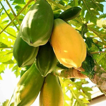 Yellow-Green Papaya Seeds