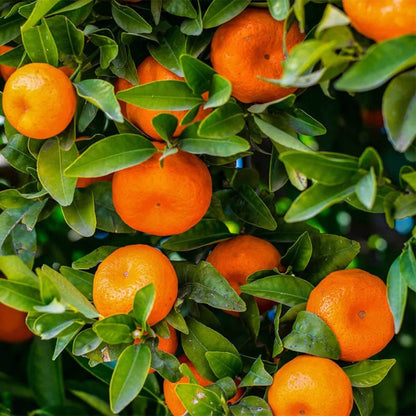 Yellow-Orange Clementine Seeds - Fruit Plant for Home Gardens