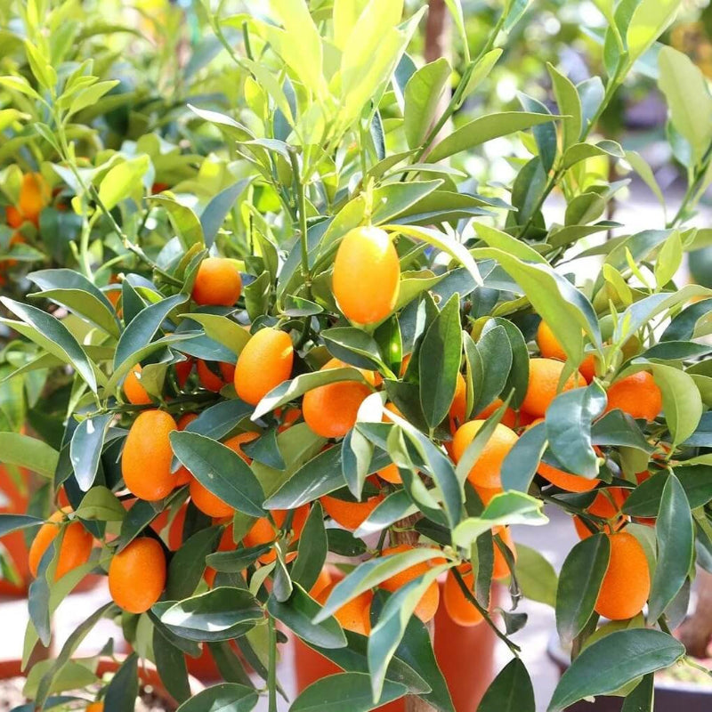 Yellow-Orange Kumquat Seeds - Fruit Plant for Home Gardens
